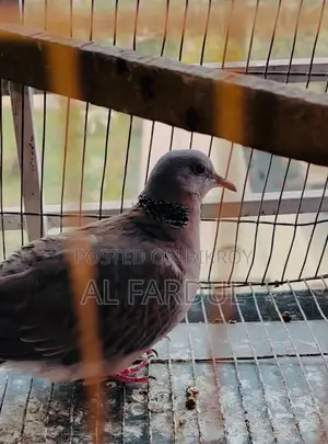 মিক্স ব্রিড মাদি ঘুঘু