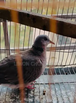 Mixed Breed Female Dove