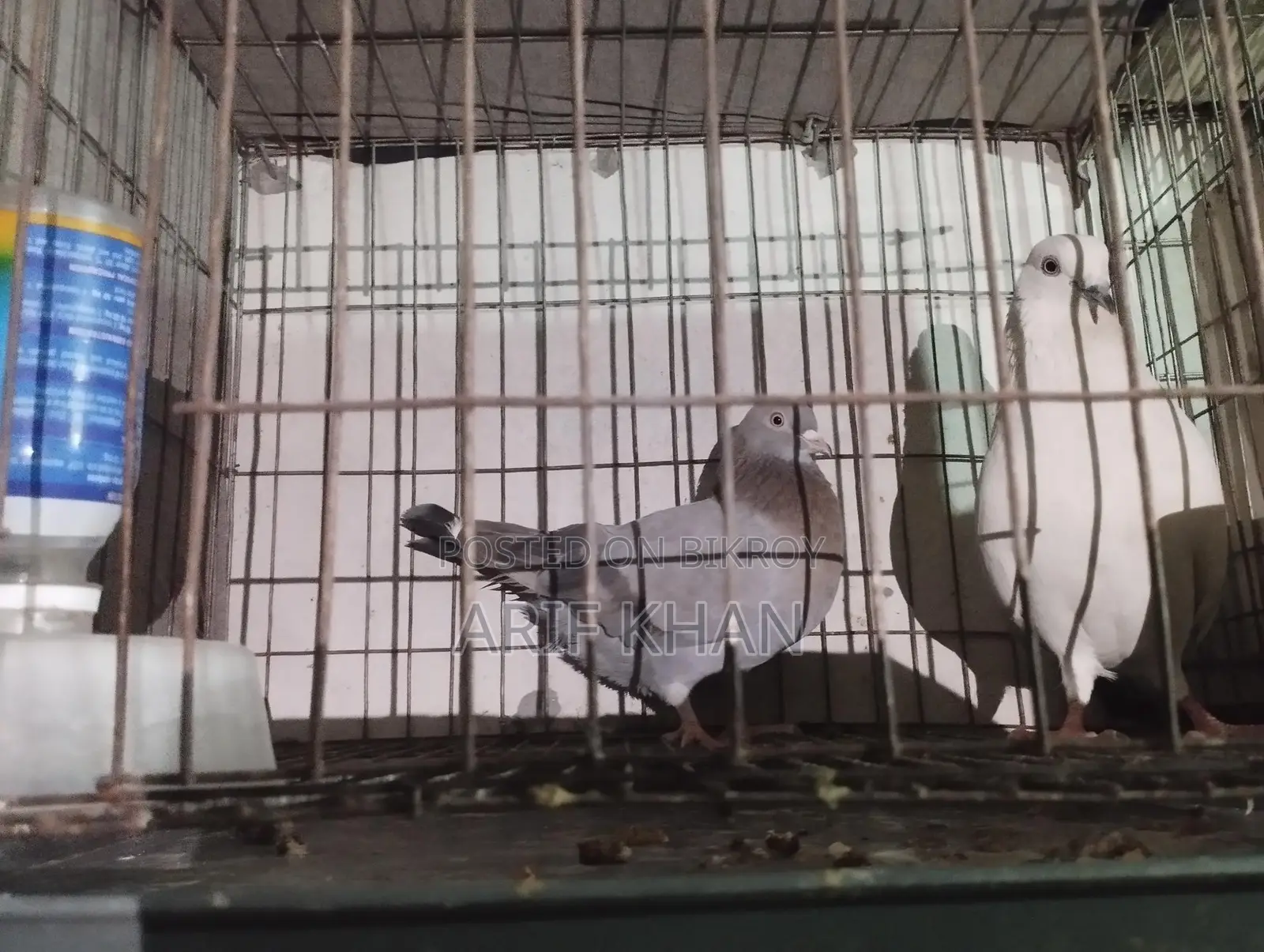 গিরিবাজ