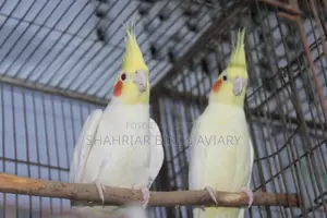 Lutino Cockatiel Pair