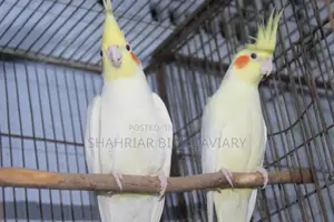 Lutino Cockatiel Pair