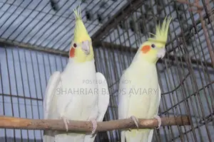 Lutino Cockatiel Pair