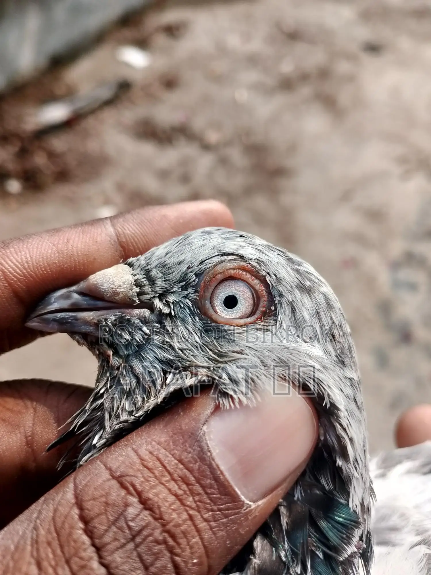 সিঙ্গেল নর কবুতর