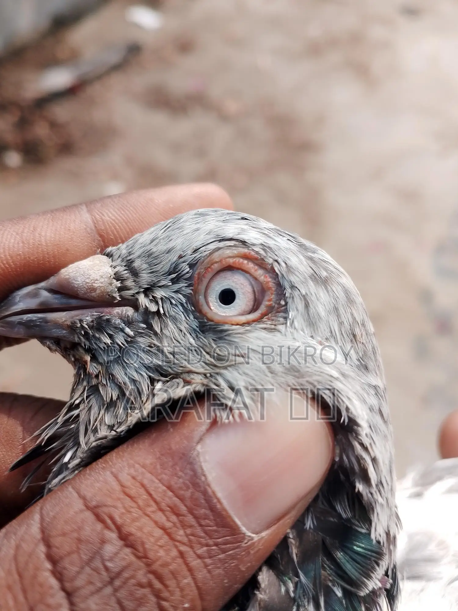 সিঙ্গেল নর কবুতর