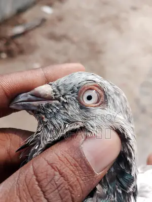সিঙ্গেল নর কবুতর