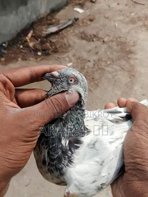 সিঙ্গেল নর কবুতর