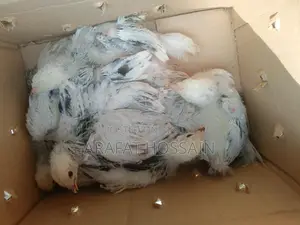 অরিজিনাল কলম্বিয়ান লাইট ব্রাহামা