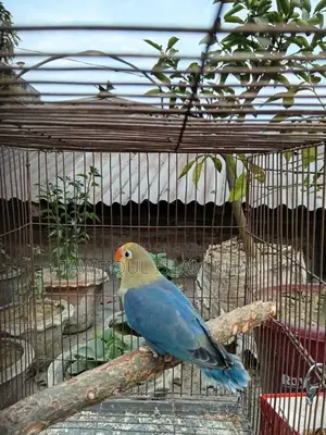 Perblue Fisher Female
