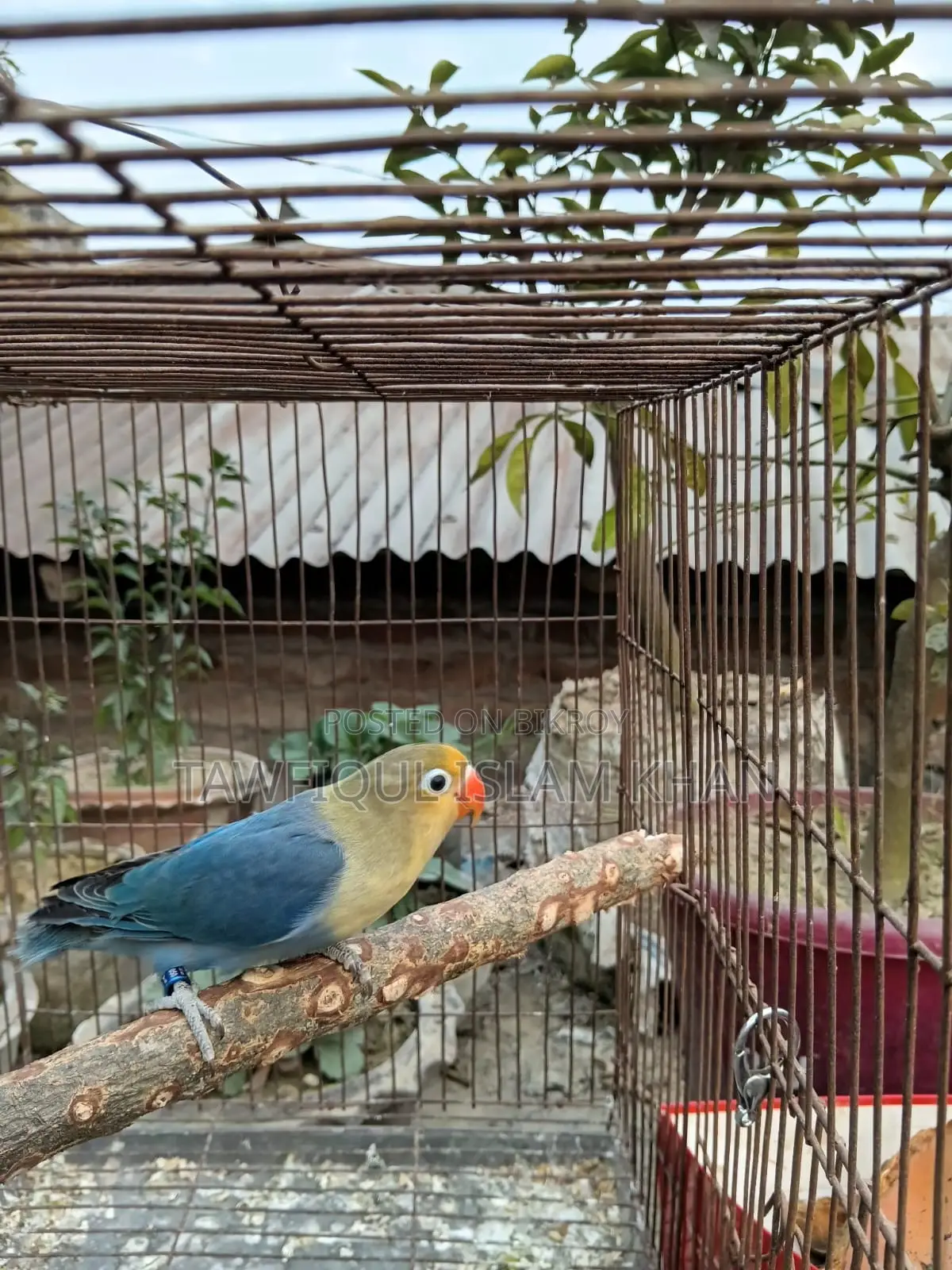 Perblue Fisher Female