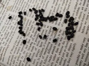 Aparajita Flower Seeds