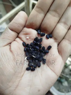 Aparajita Flower Seeds