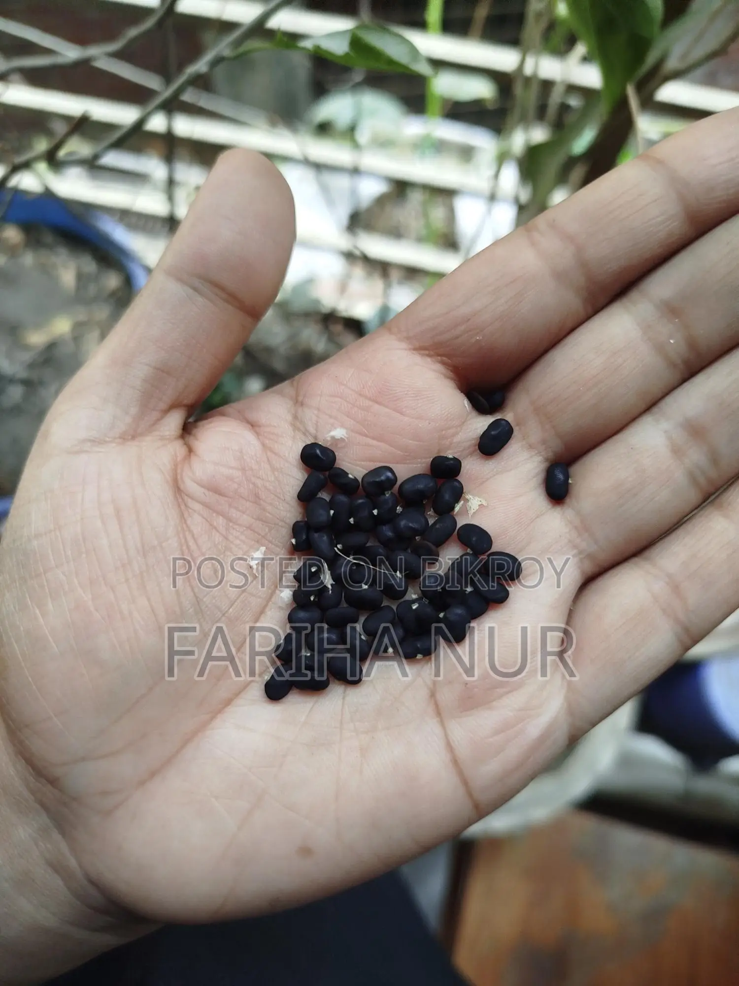 Aparajita Flower Seeds
