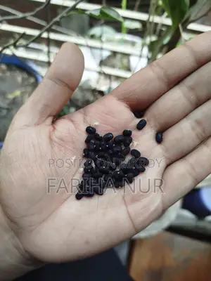 Aparajita Flower Seeds