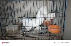 সাদা ফ্যানটেইল কবুতর জোড়া বিক্রি (রানিং)