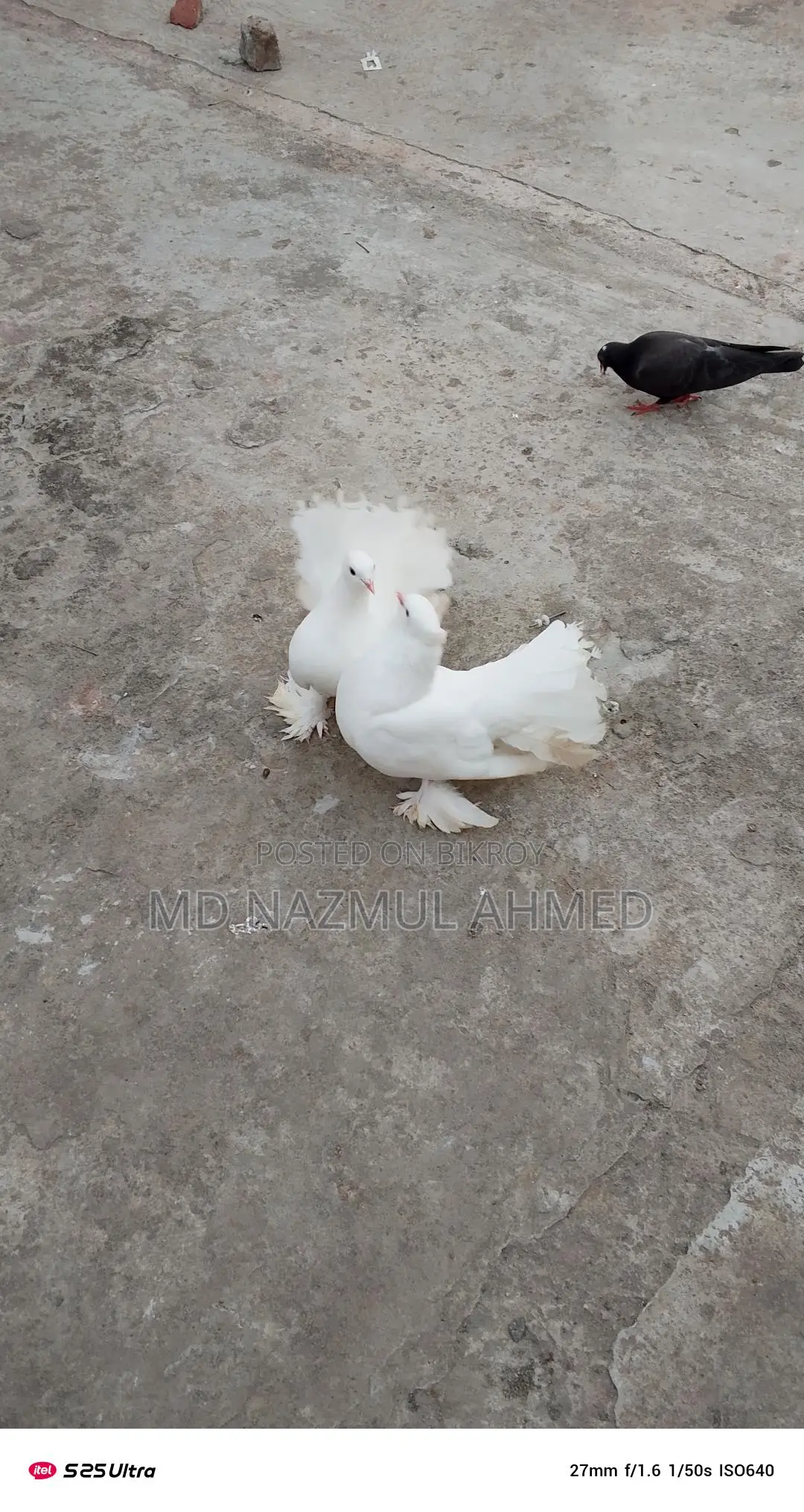 সাদা ফ্যানটেইল কবুতর জোড়া বিক্রি (রানিং)