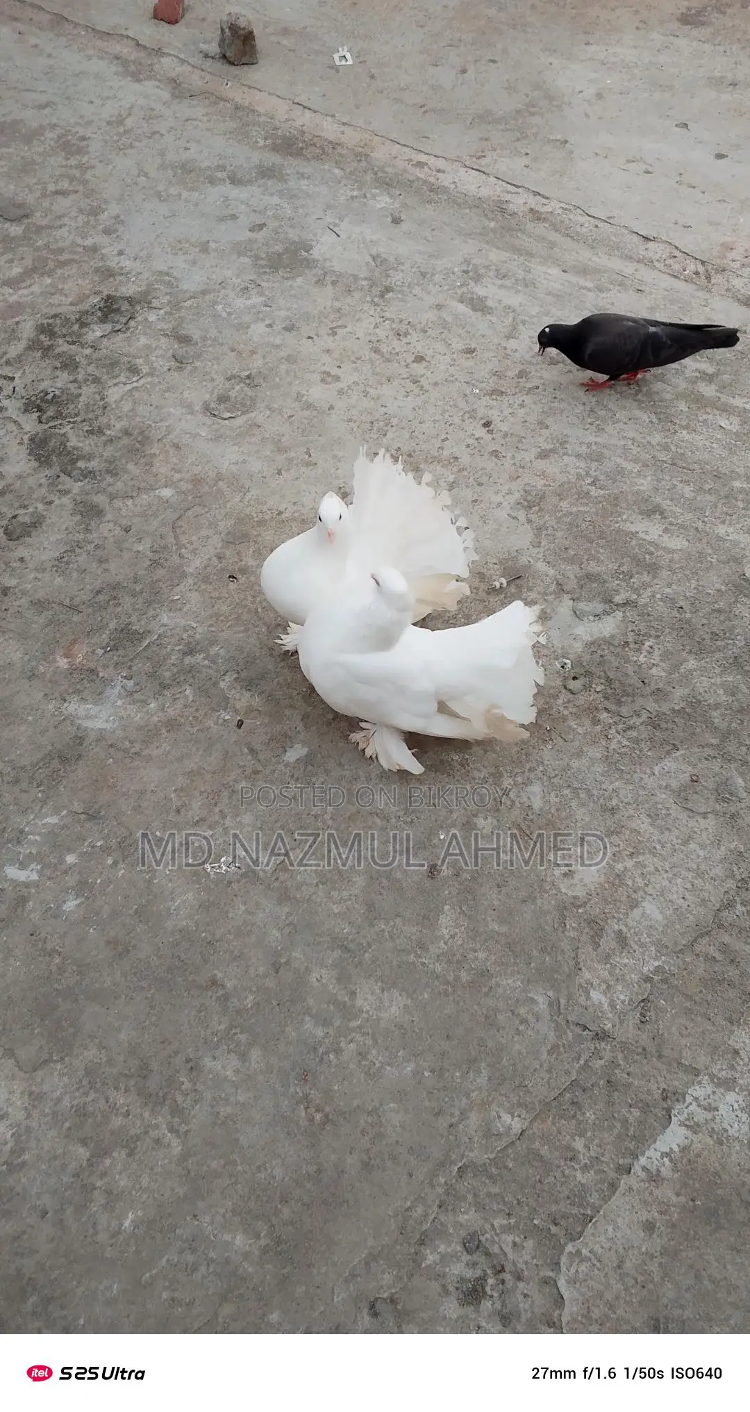 সাদা ফ্যানটেইল কবুতর জোড়া বিক্রি (রানিং)