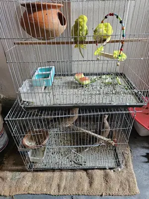Healthy Bird in Great Condition