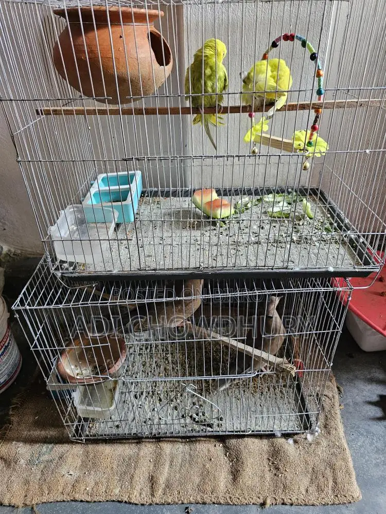 Healthy Bird in Great Condition