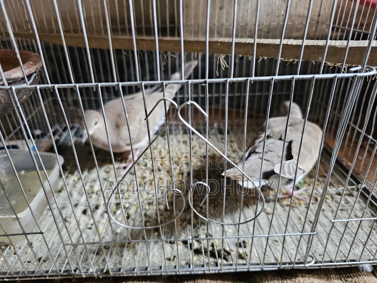 Healthy Bird in Great Condition