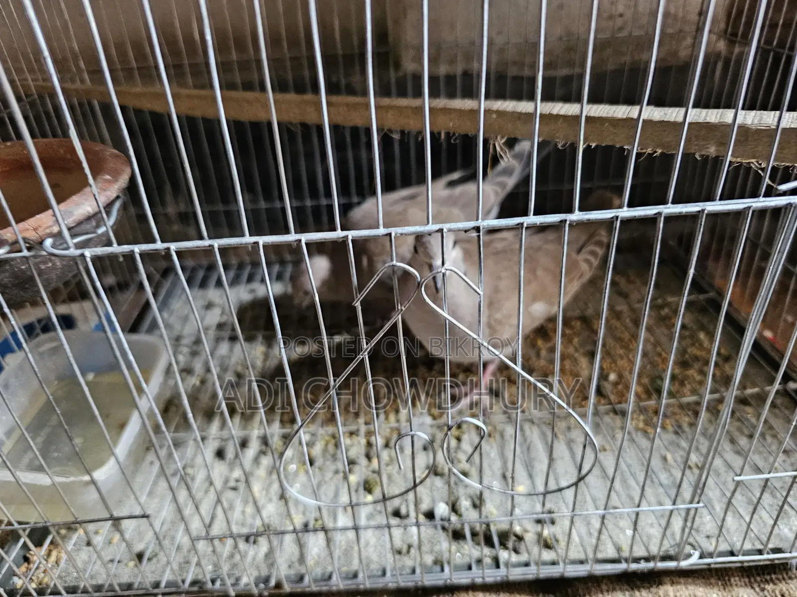 Healthy Bird in Great Condition