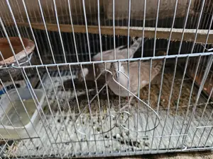 Healthy Bird in Great Condition
