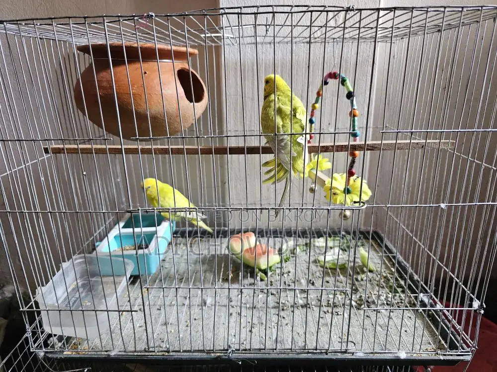 Healthy Bird in Great Condition
