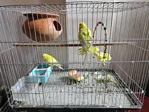 Healthy Bird in Great Condition