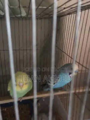 Budgie Birds