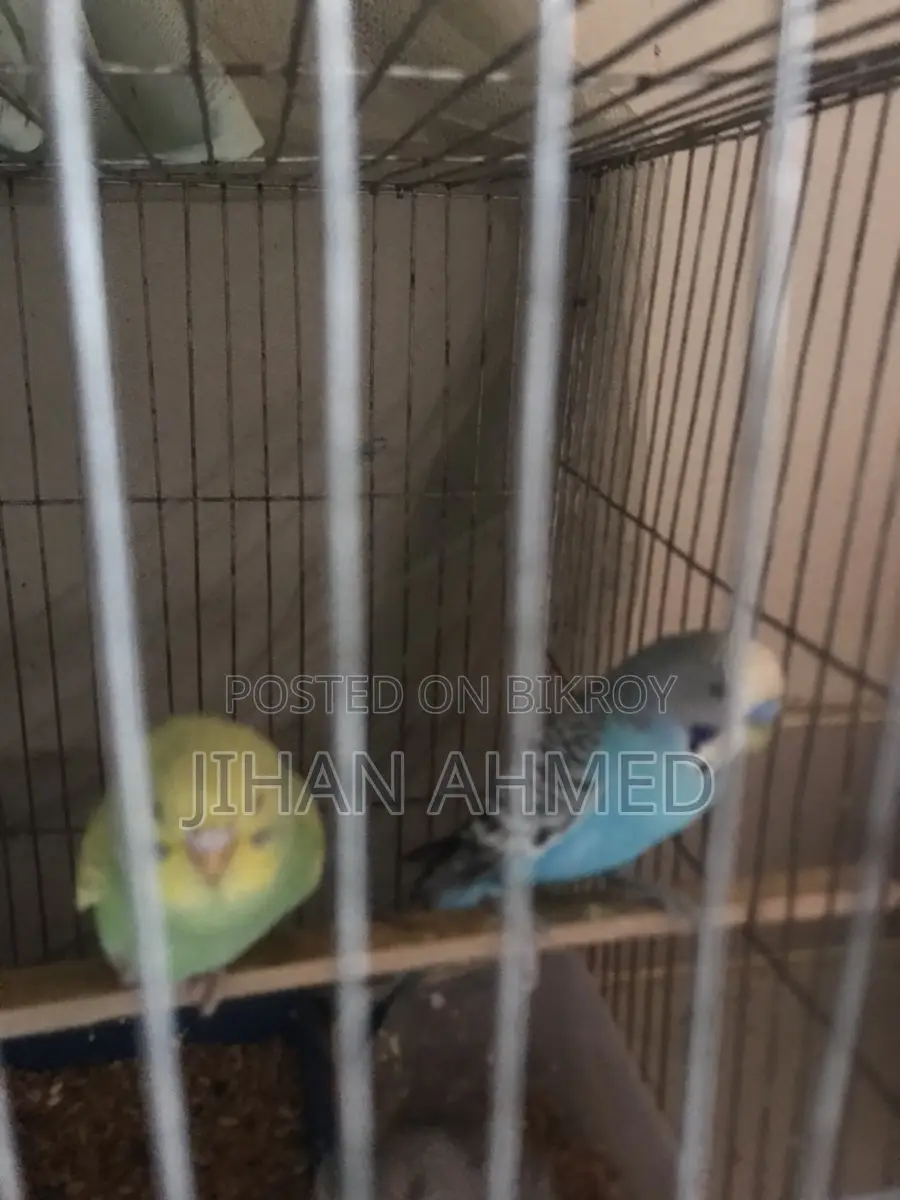 Budgie Birds