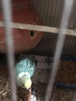 Budgie Birds