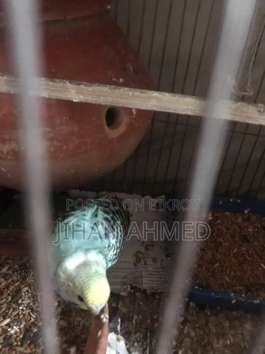 Budgie Birds