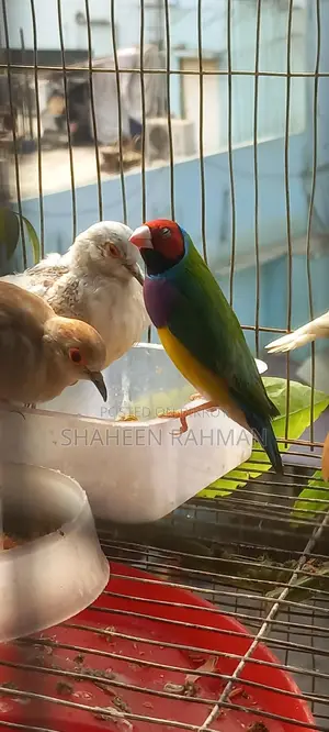 1 pair of Golden Finch and a pair of Diamond Dove, Java with eggs
