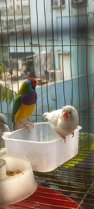 1 pair of Golden Finch and a pair of Diamond Dove, Java with eggs