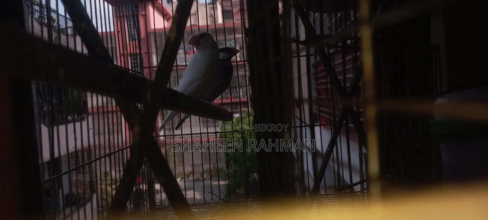 1 pair of Golden Finch and a pair of Diamond Dove, Java with eggs