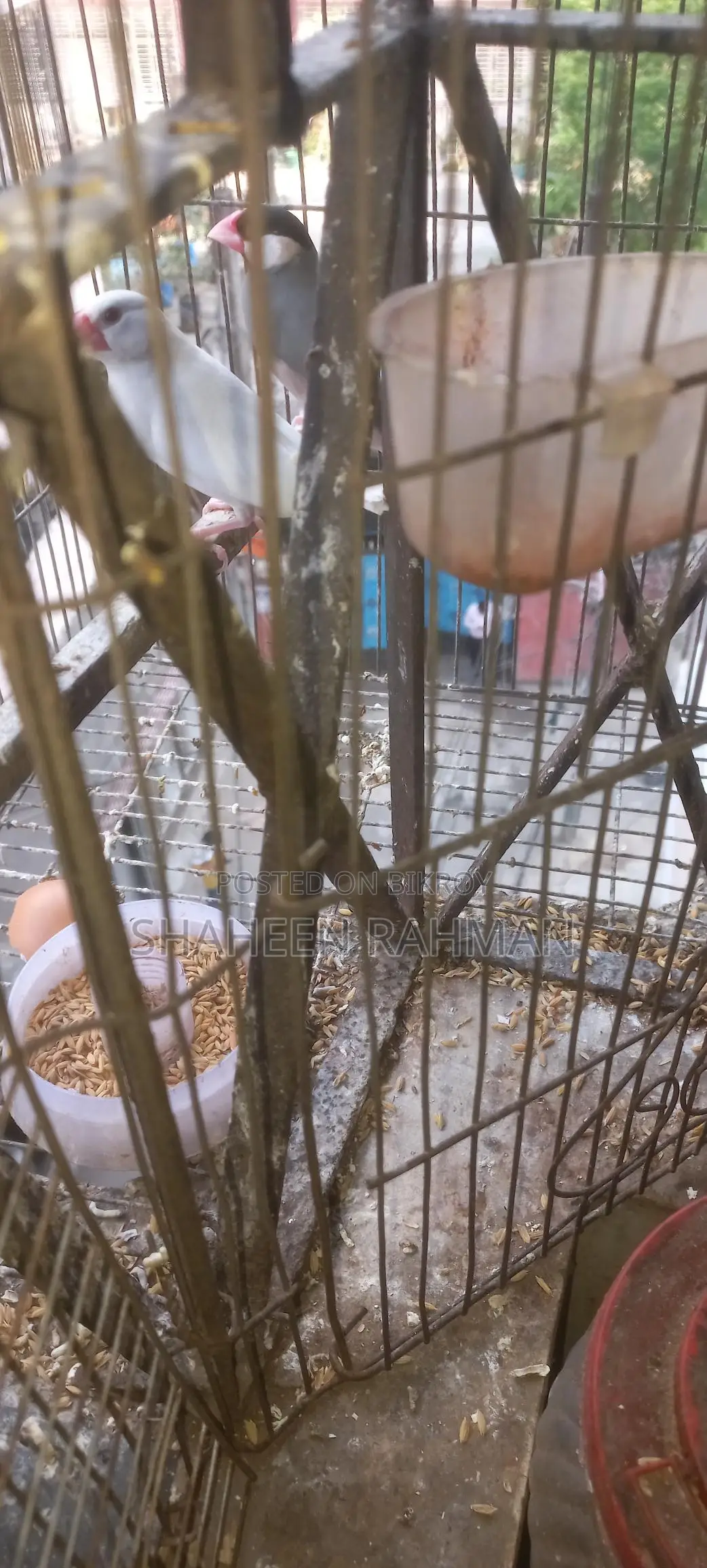 1 pair of Golden Finch and a pair of Diamond Dove, Java with eggs