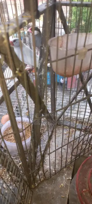 1 pair of Golden Finch and a pair of Diamond Dove, Java with eggs