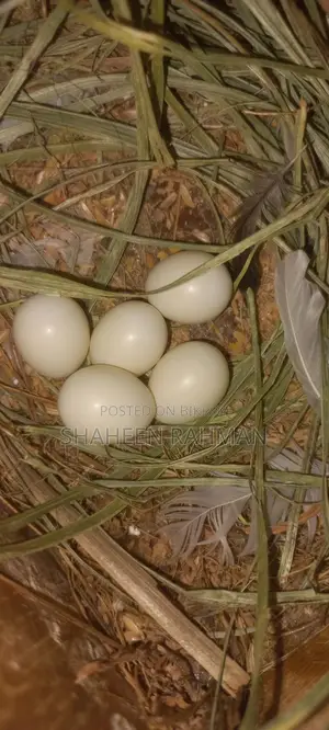 1 pair of Golden Finch and a pair of Diamond Dove, Java with eggs