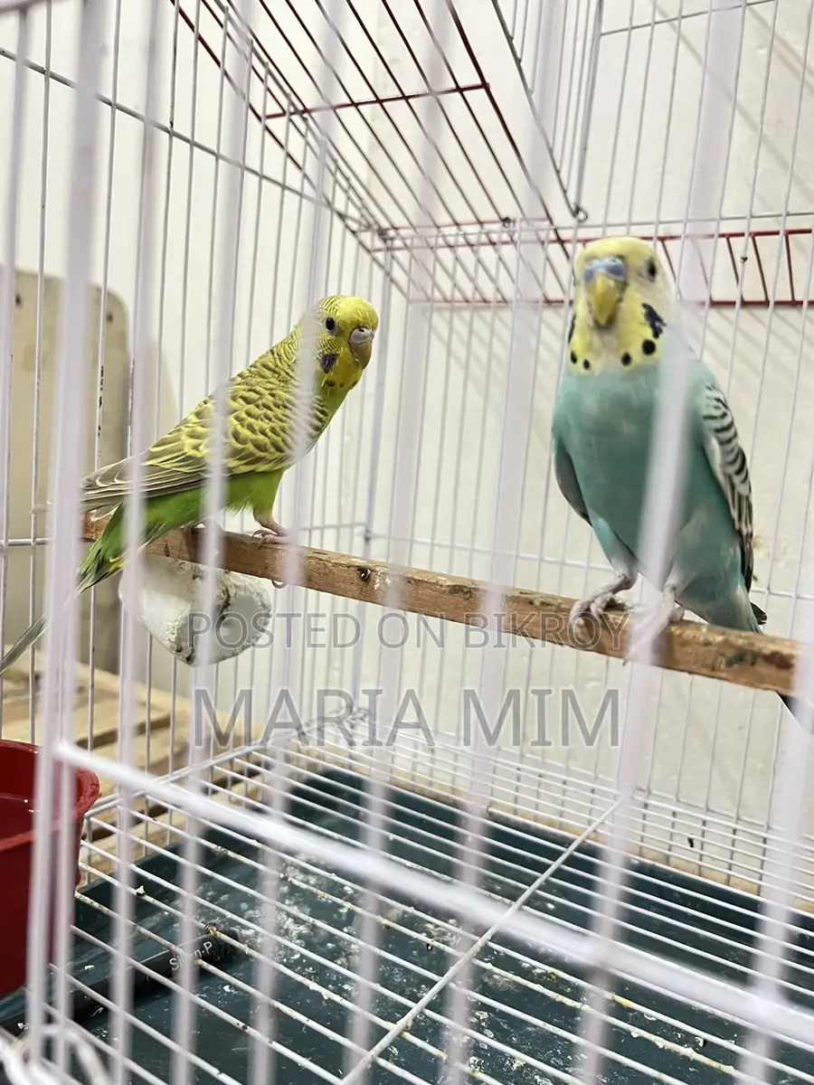 Budgerigar birds for sale