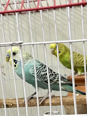 Budgerigar birds for sale