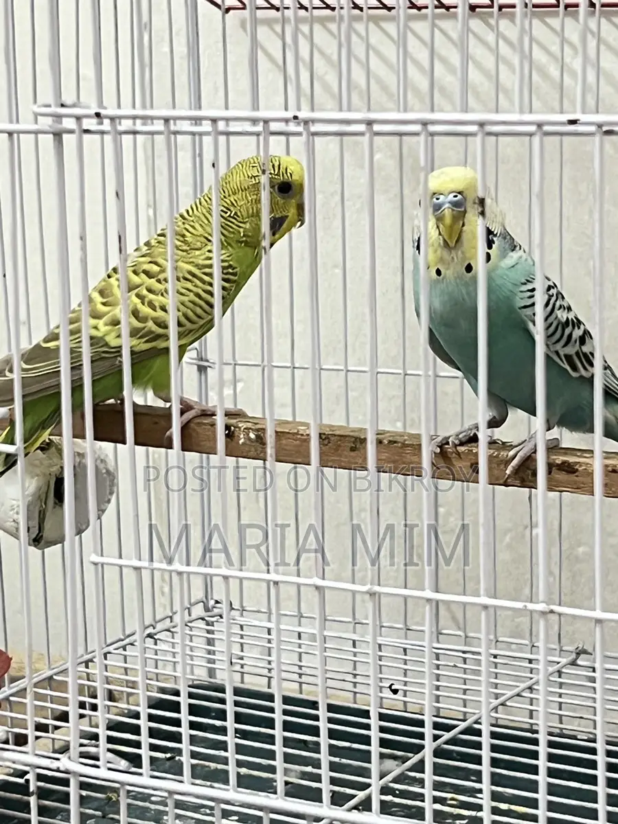 Budgerigar birds for sale