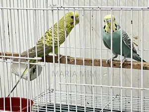 Budgerigar birds for sale