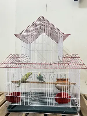 Budgerigar birds for sale