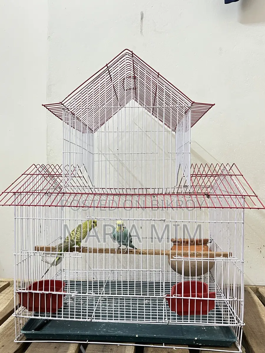 Budgerigar birds for sale