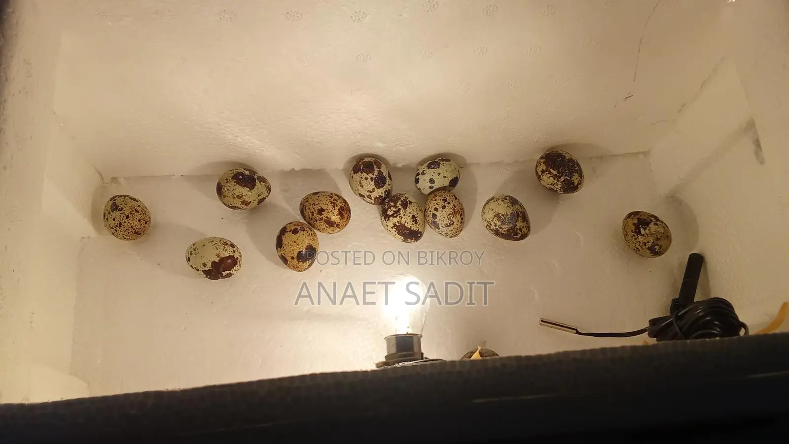 ইনকিউবেটর