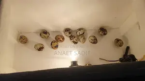 ইনকিউবেটর