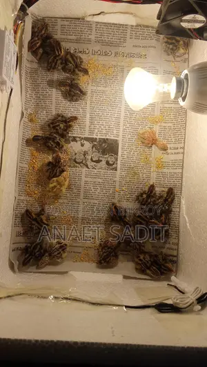 ইনকিউবেটর