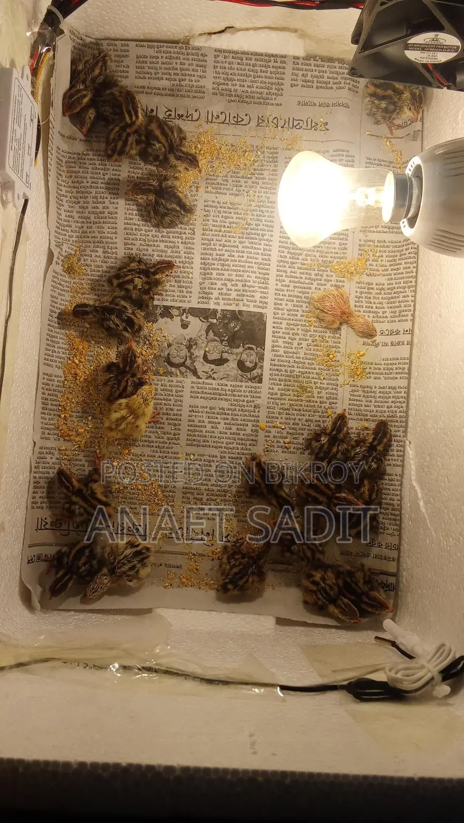 ইনকিউবেটর