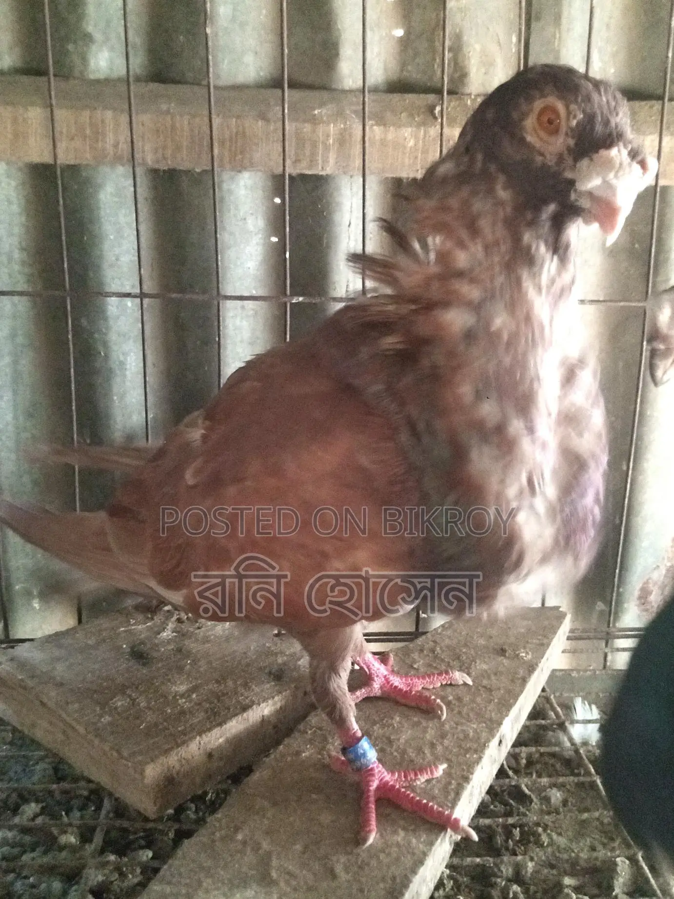 Running Spanish Pouter Pigeons