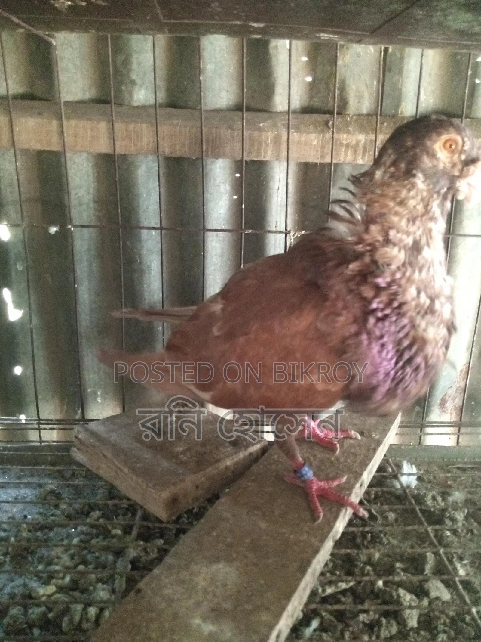 Running Spanish Pouter Pigeons