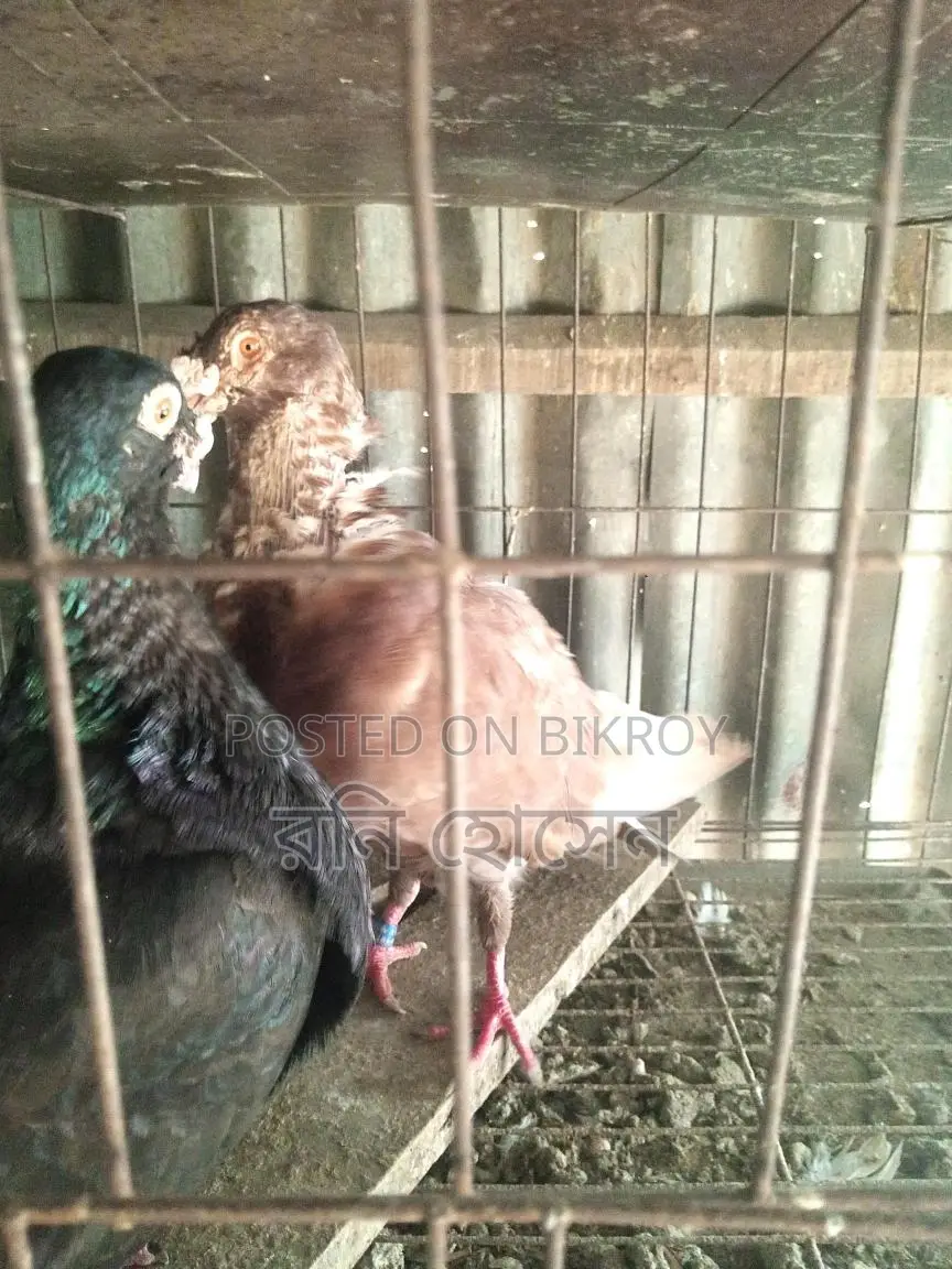 Running Spanish Pouter Pigeons